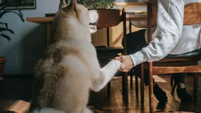 Человек собаке друг, это знают все вокруг!